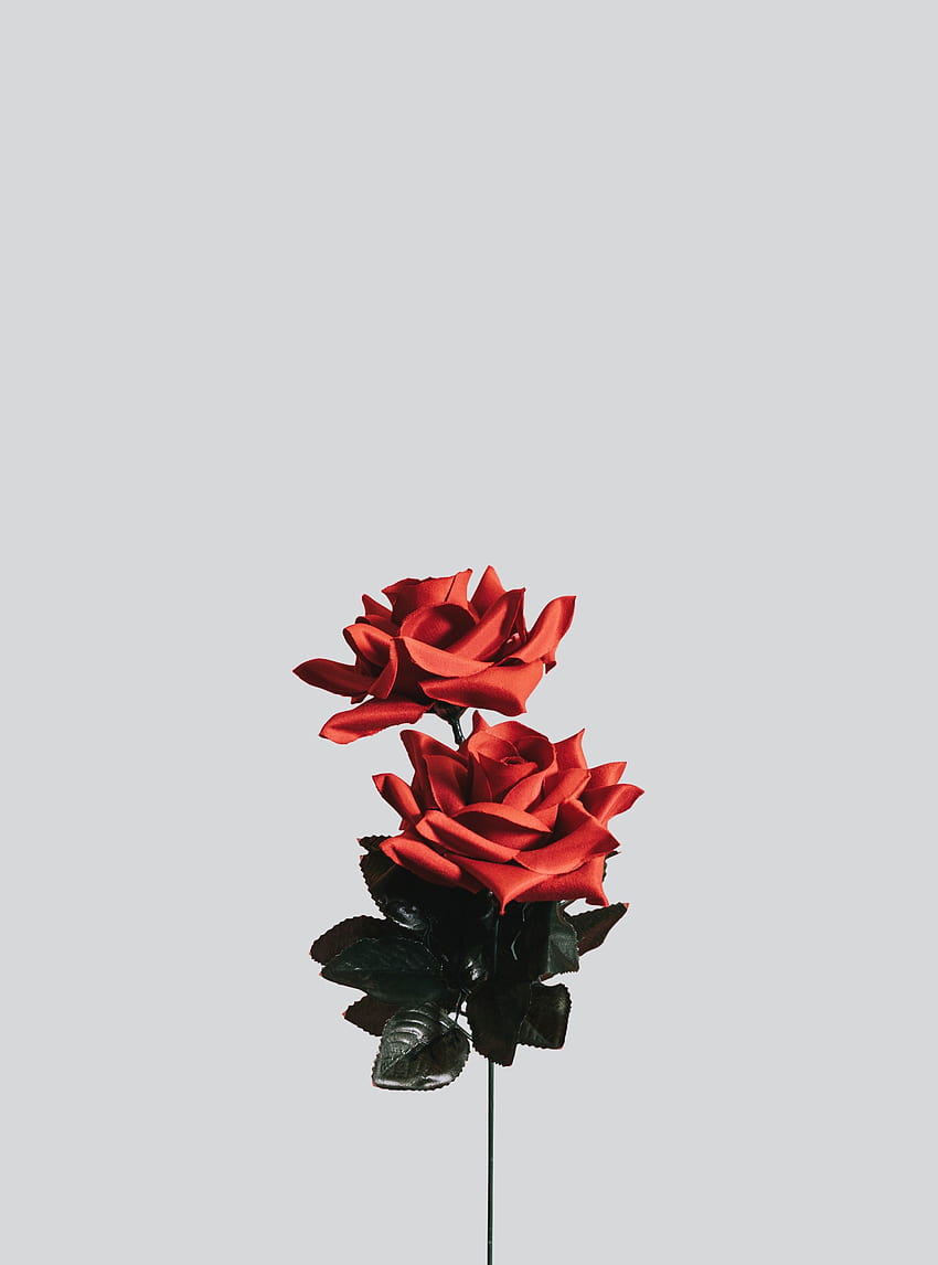 Minimalist Rose Minimal Flower Hd Phone Wallpaper Pxfuel