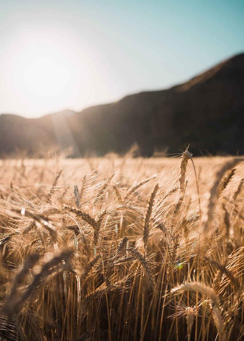 50 Wheat Field, wheat field mobile HD phone wallpaper