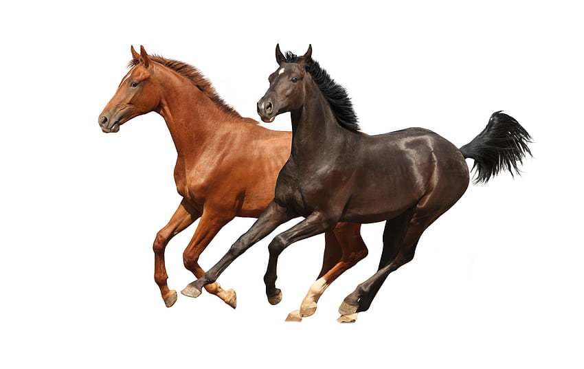 All horses and background HD wallpapers | Pxfuel