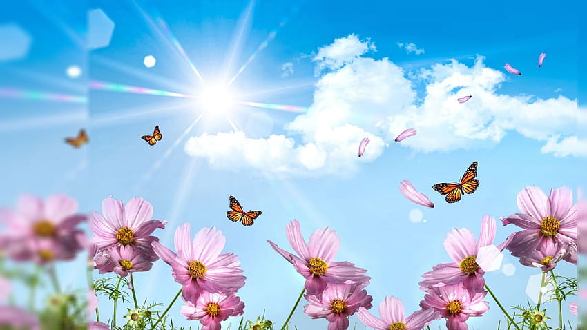 Butterfly Summer, aesthetic summer flower HD wallpaper