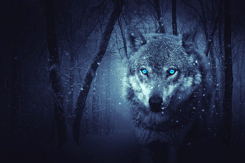Wolf , Blue eyes, Snowfall, Winter, Night, Forest, Animals HD wallpaper