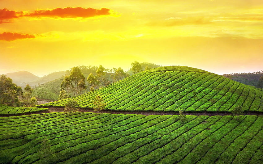 Kerala Tour Packages, kerala tourism HD wallpaper