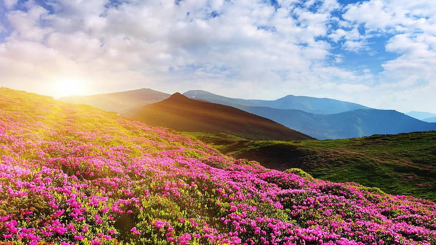 Rhododendron flowers, Mountain, Summer, Pink, Nature, summer mountains HD wallpaper