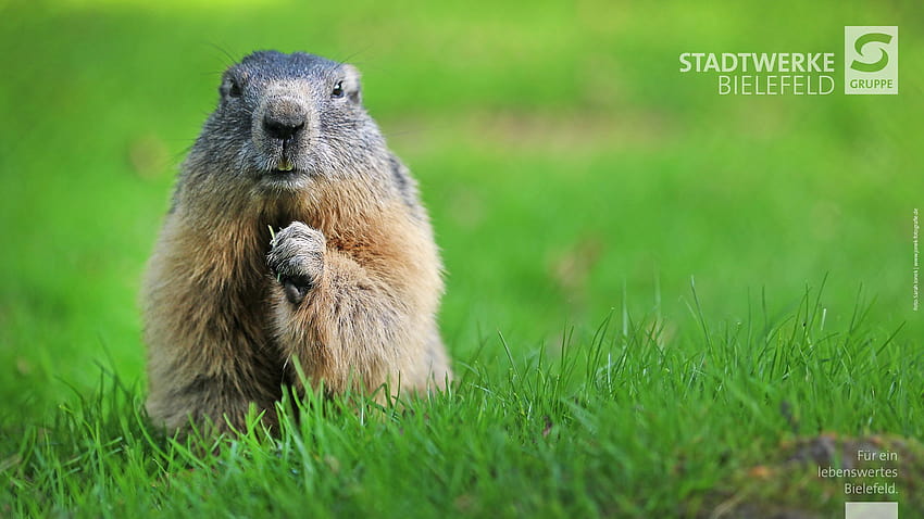 Happy Groundhog Day, cute groundhog HD wallpaper