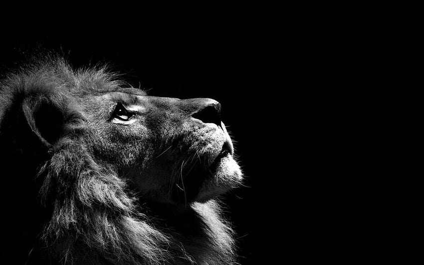 Black and White Lion, lion aesthetic HD wallpaper