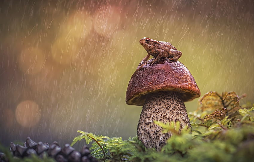 hujan, jamur, katak, Borovik , bagian животные, katak jamur Wallpaper HD