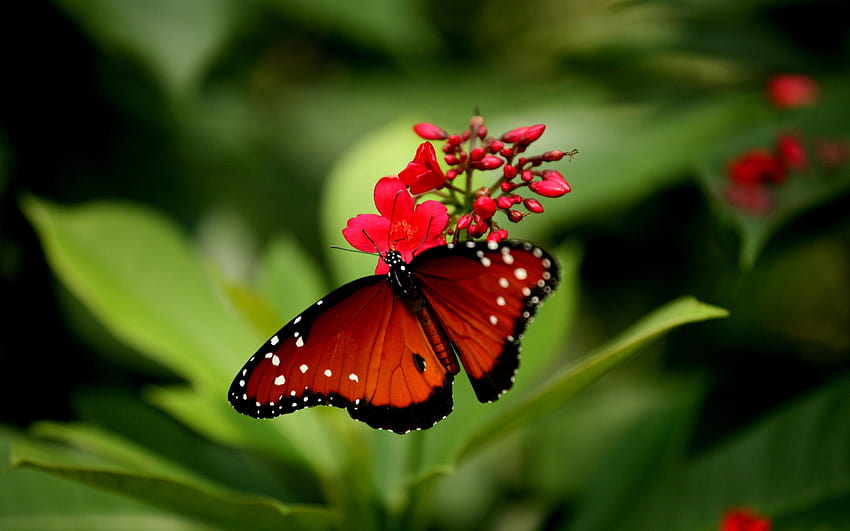 2 borboletas coloridas, a melhor borboleta do mundo papel de parede HD