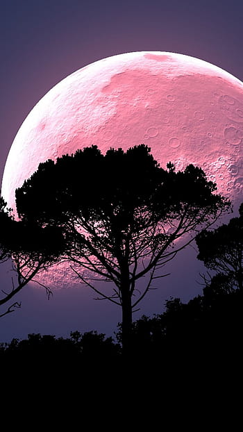 Full moon: Pink moon is also super moon. Here's how to view it at home