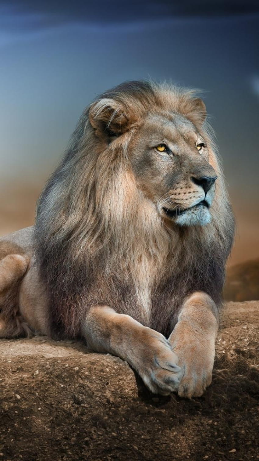 Animal / Lion Mobile, farklı hayvan mobil HD telefon duvar kağıdı