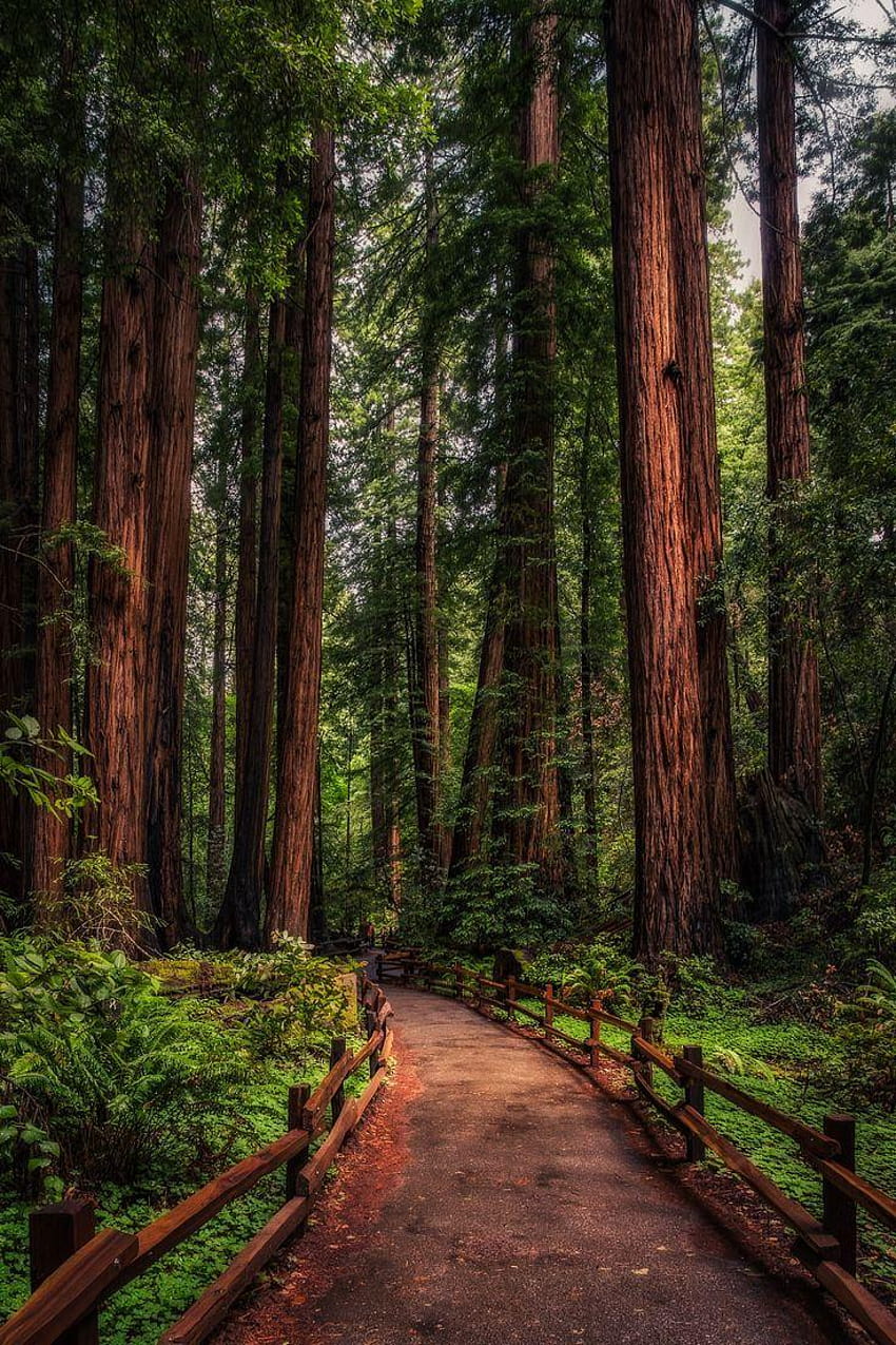 124 최고의 캘리포니아 삼나무, 삼나무 국립 및 주립 공원 HD 전화 배경 화면
