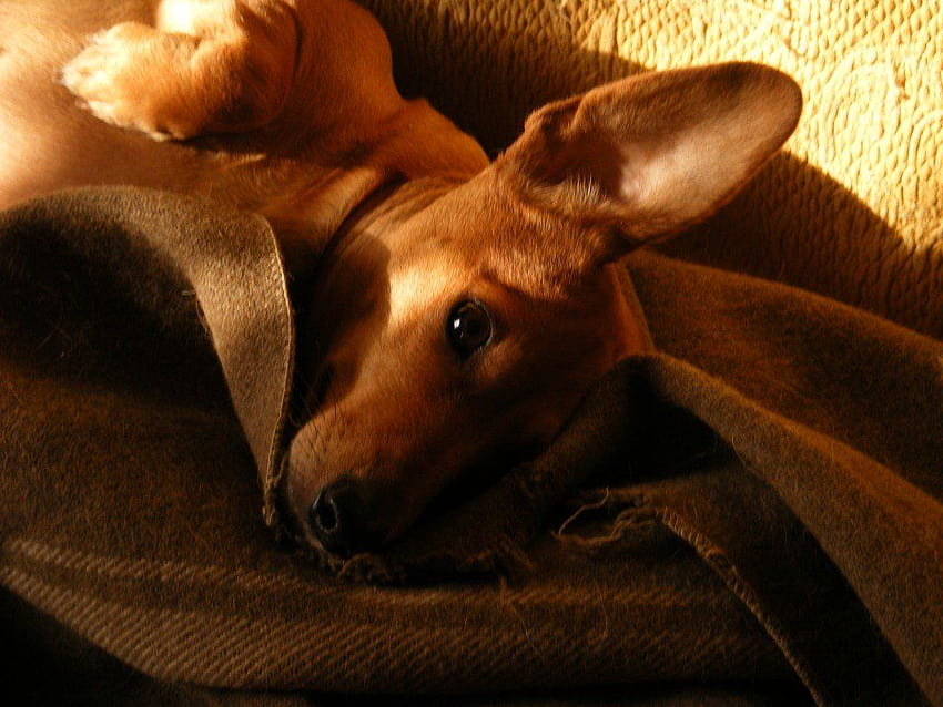 Jak zrelaksować niespokojne psy, słodki pies relaksujący Tapeta HD