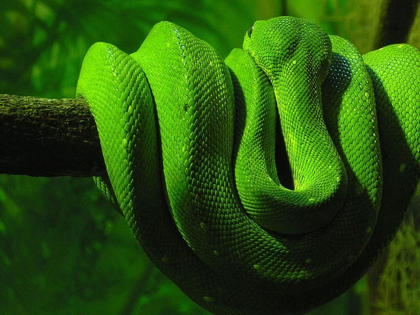 Lime green snake!, trimeresurus popeorum HD wallpaper