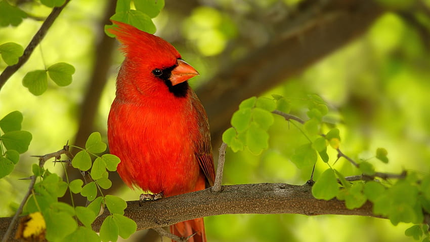 Wild life Cardinal birds wild birds [1600x900] for your , Mobile & Tablet HD wallpaper