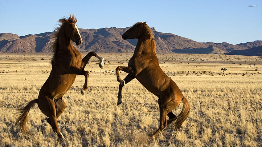 Wild Horse, australisches Stockpferd HD-Hintergrundbild