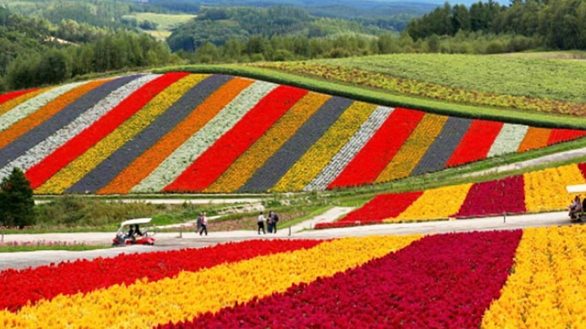 7 unwirkliche Orte in Hokkaido, die Sie für weniger als 10 US-Dollar besuchen können, nacem Sie Flugpreise bezahlt haben, Shikisai no oka Blumengarten HD-Hintergrundbild