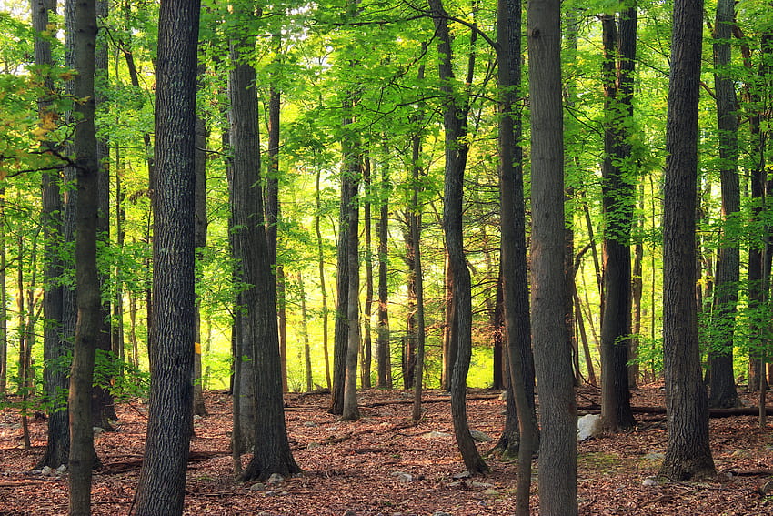 Gemäßigter Laubwald, gemäßigter Wald HD-Hintergrundbild