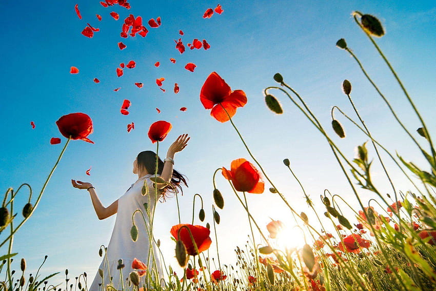 fundos de papoula de humor de menina em tela cheia de flores, papoula de milho papel de parede HD