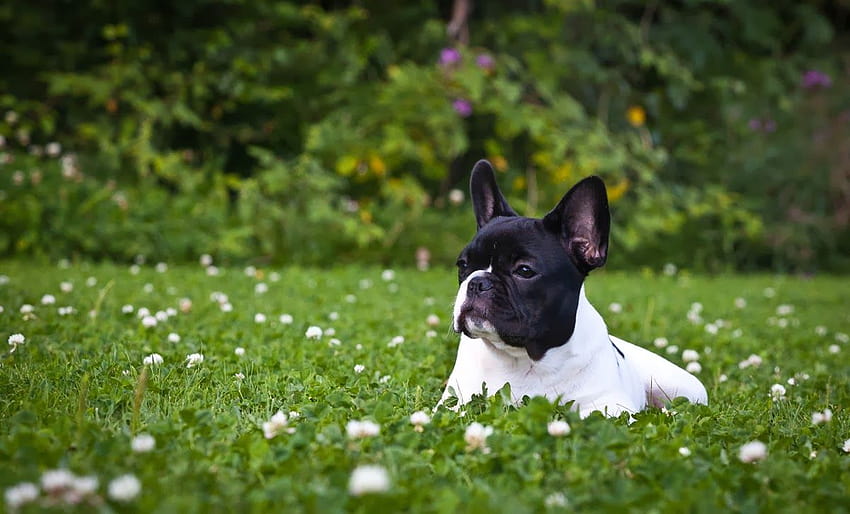 French Bulldog [1200x726] for your , Mobile & Tablet, aesthetic french bulldog HD wallpaper