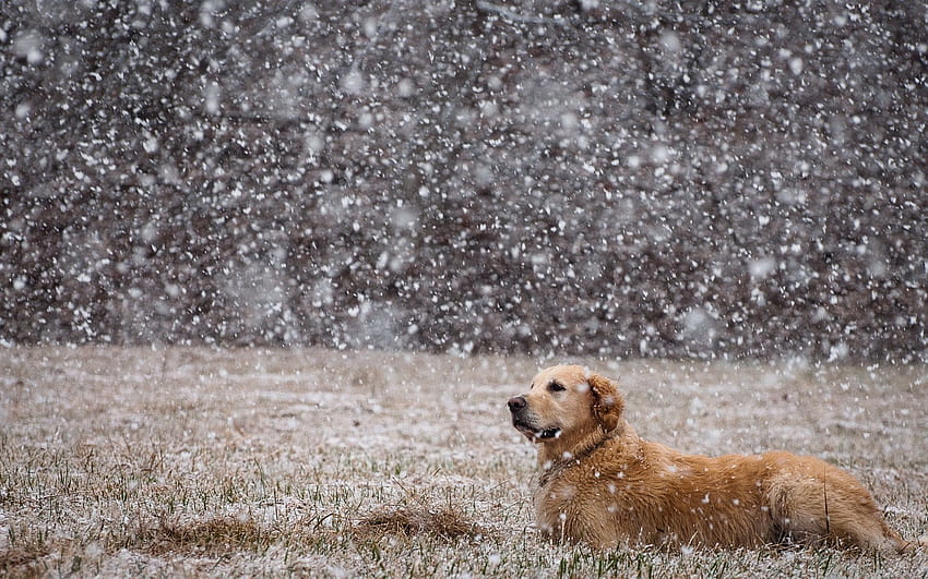 : snow, field, Labrador, down, dogs, vertebrate, dog like mammal, golden retriever, street dog 1920x1200, street dogs HD wallpaper