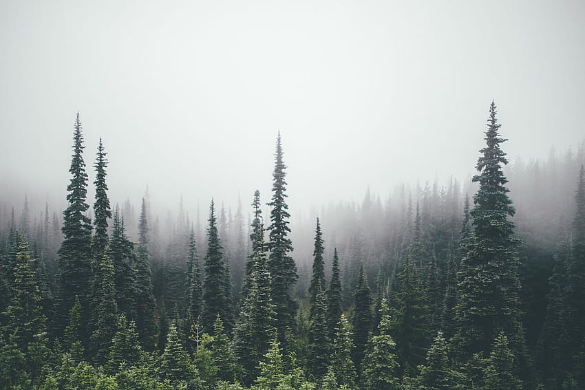 Pinien, Wald, Baumgrenze HD-Hintergrundbild