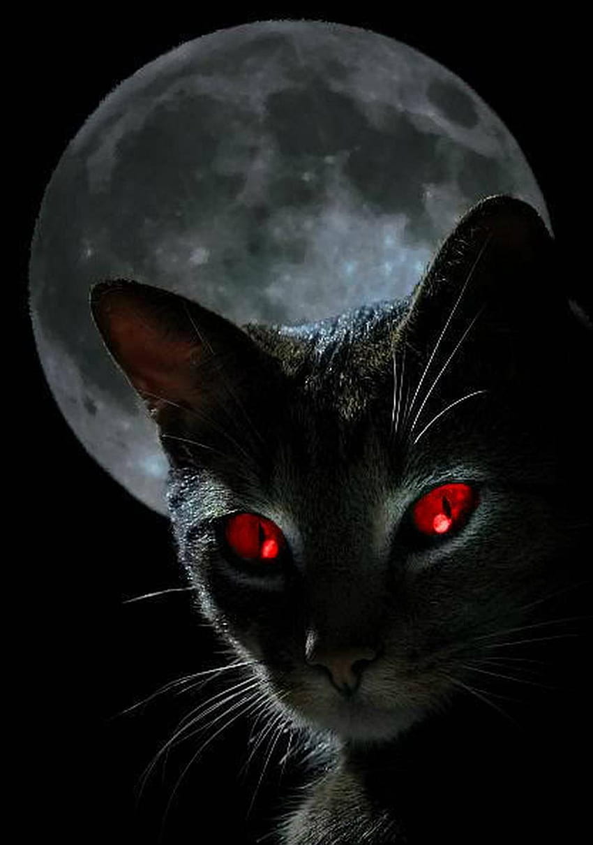 Scary Cat, creepy cats HD phone wallpaper