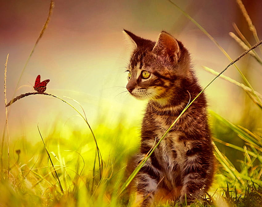 3 Cat and Butterfly, tinycat HD wallpaper | Pxfuel