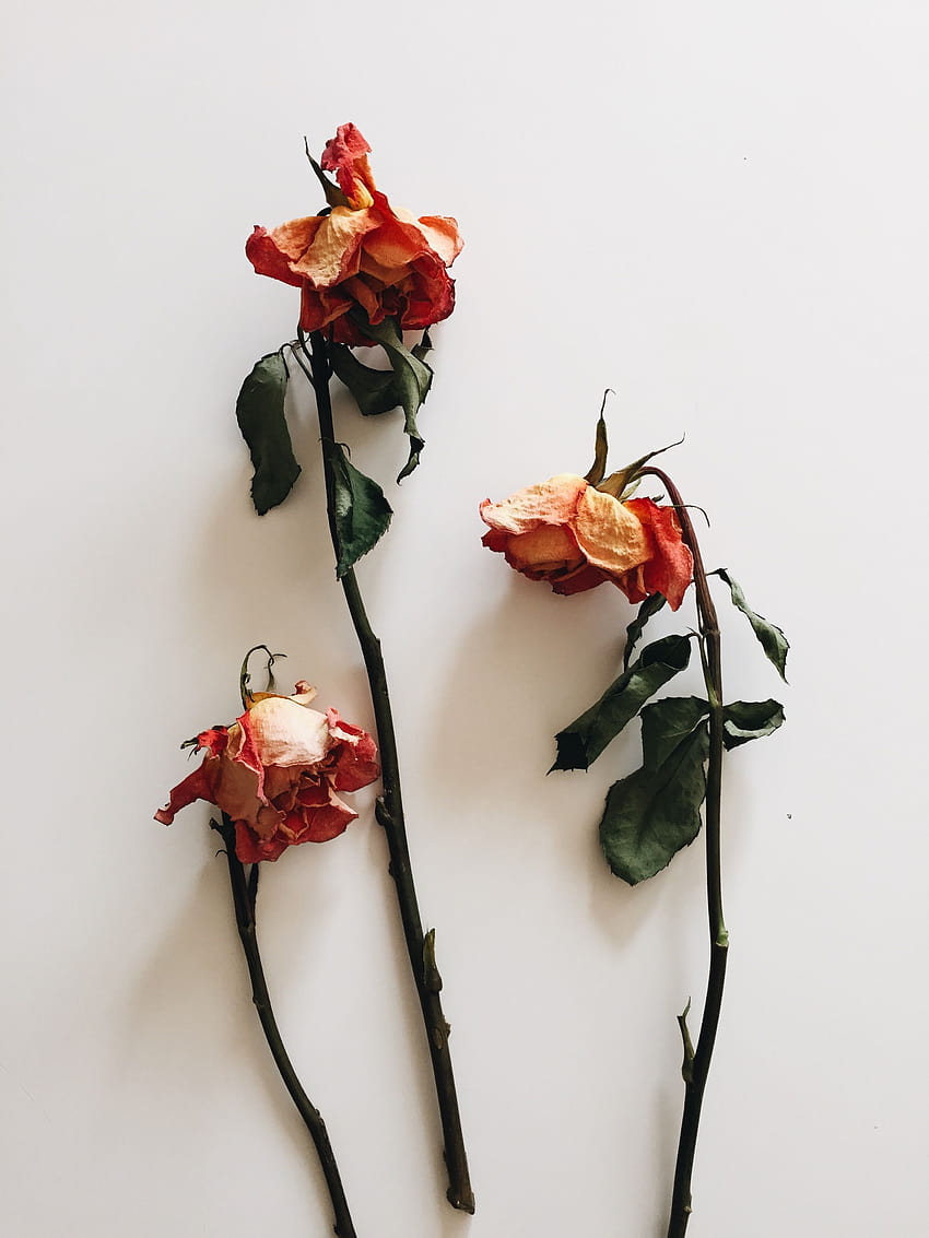 Pin on INSPIRATION BOARD, wilted flowers HD phone wallpaper
