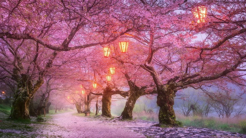 Iwakuni Cherry Blossom, Japão, cerejeira papel de parede HD