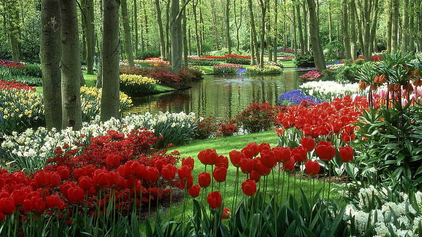 Man Made Garden Tulips Spring Nature HQ, spring lakes and flowers HD wallpaper