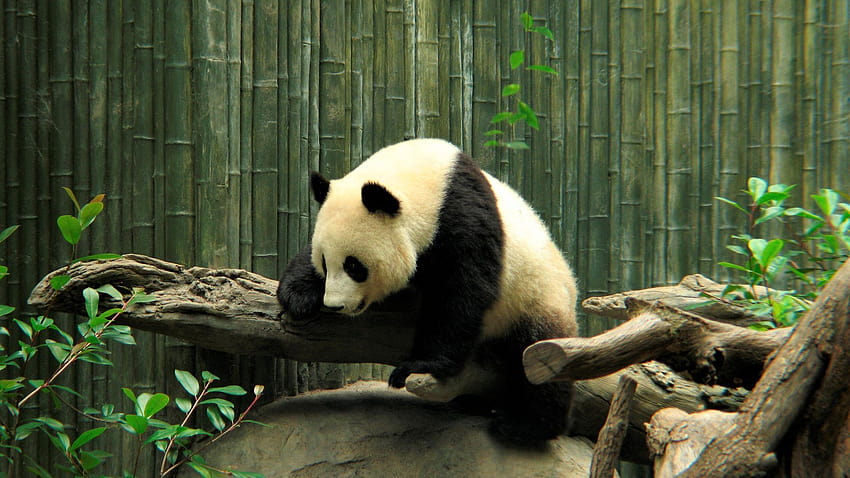 Zoo Cute Panda, panda eating HD wallpaper