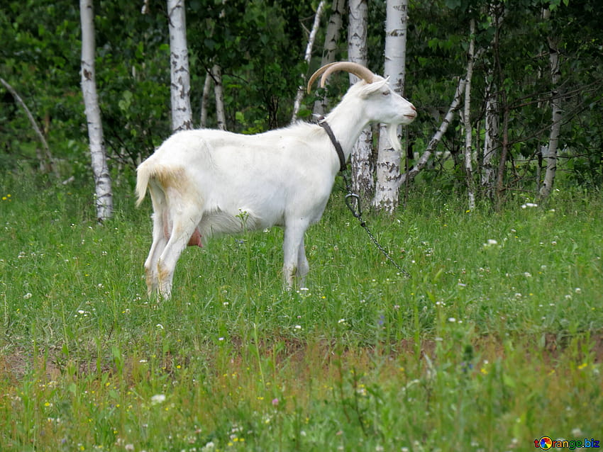 Goats white goat life outdoors № 24164 HD wallpaper