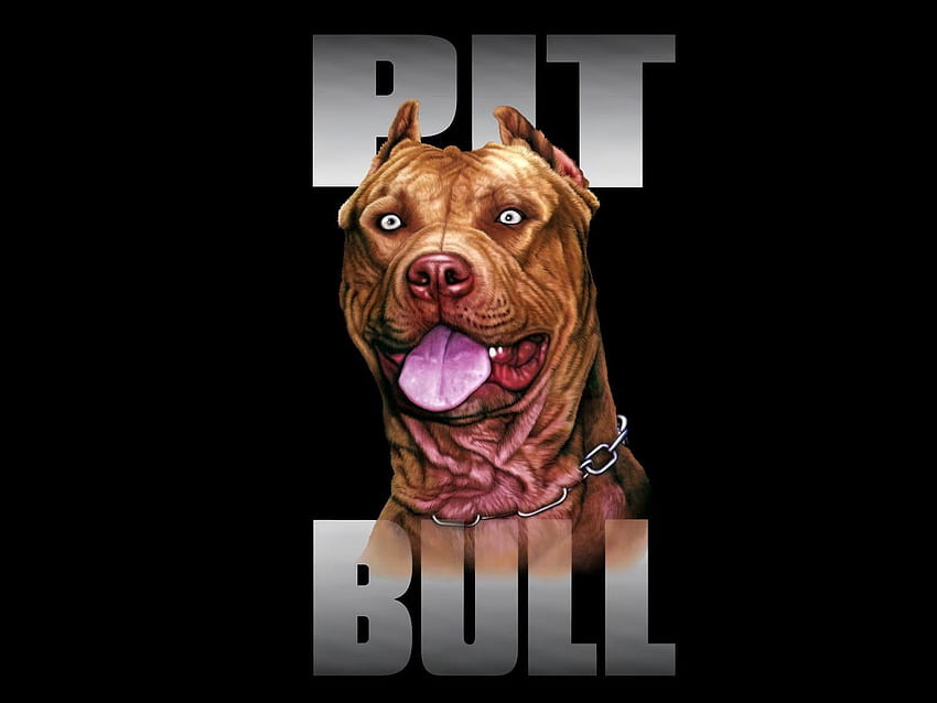Pitbull Köpeği: Gangster Pitbull Köpeği HD duvar kağıdı