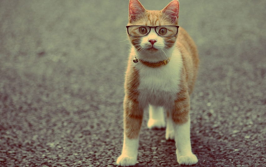 Cat Wearing Glasses, cat with sunglasses HD wallpaper