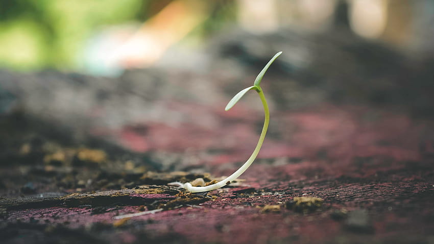 Shallow Focus of Sprout · Stock, sprout and soil HD wallpaper
