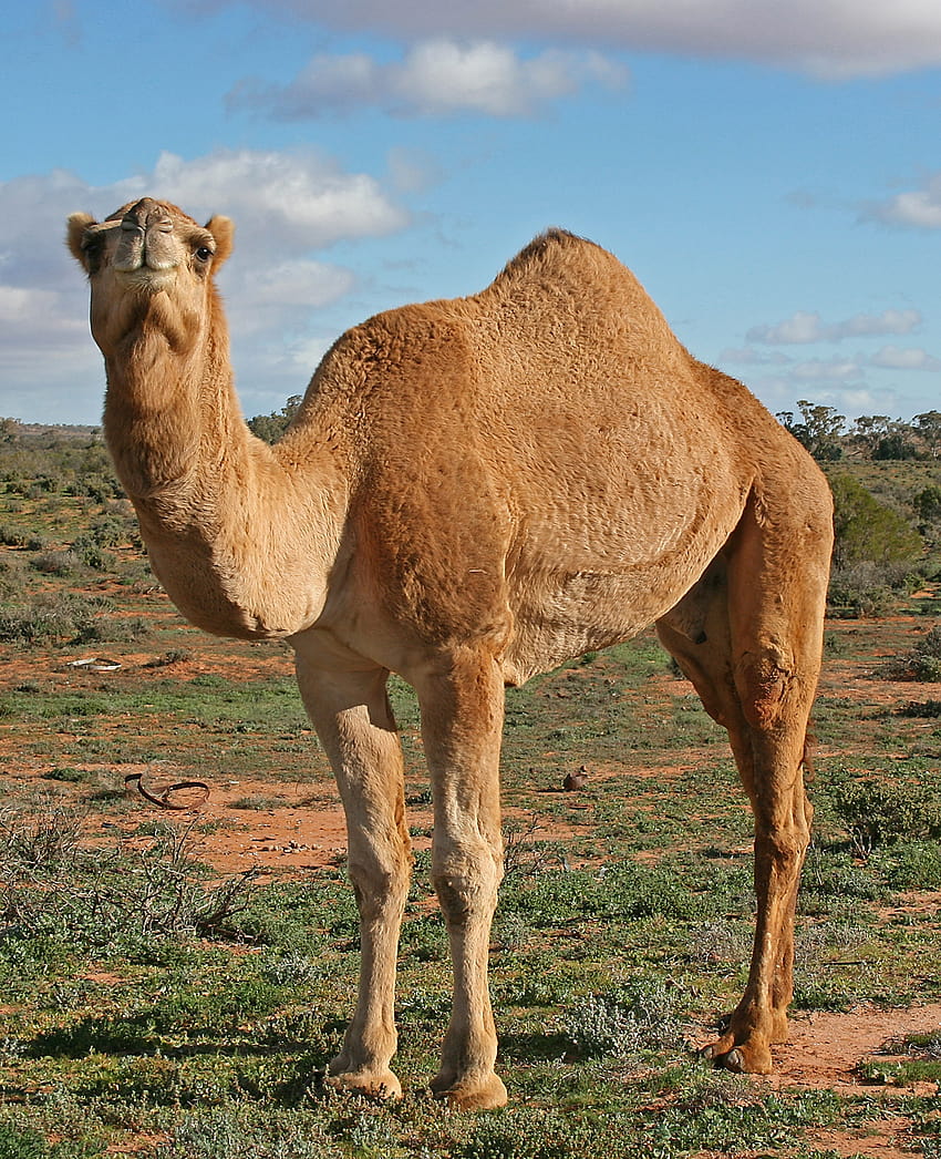 camel profile 1300x1600 High Quality ,High Definition HD phone wallpaper
