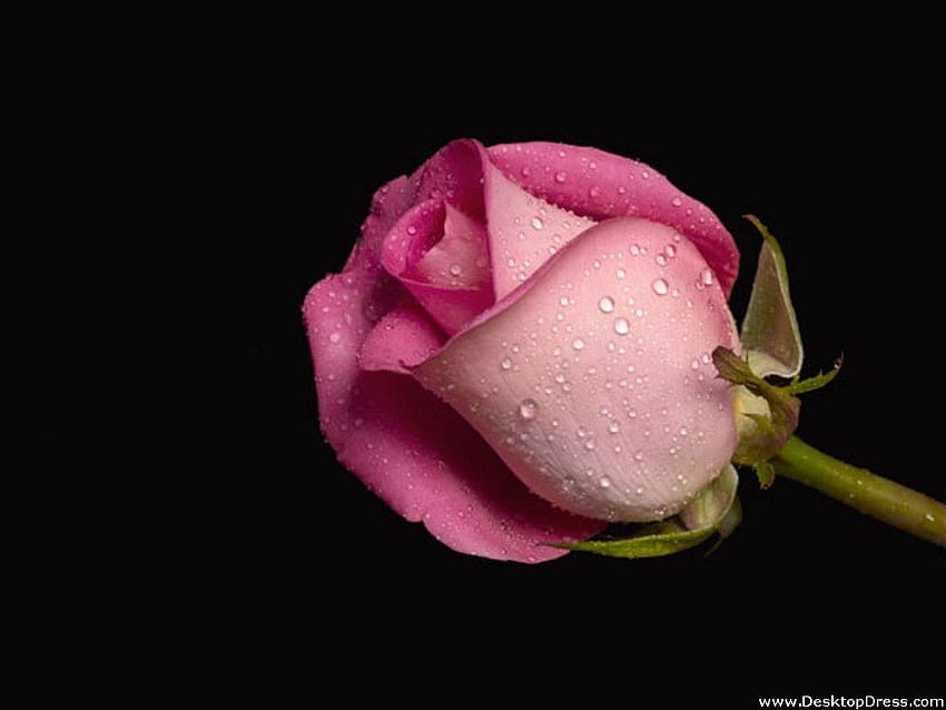 » Fonds de fleurs » Rose humide rose » www, roses humides Fond d'écran HD