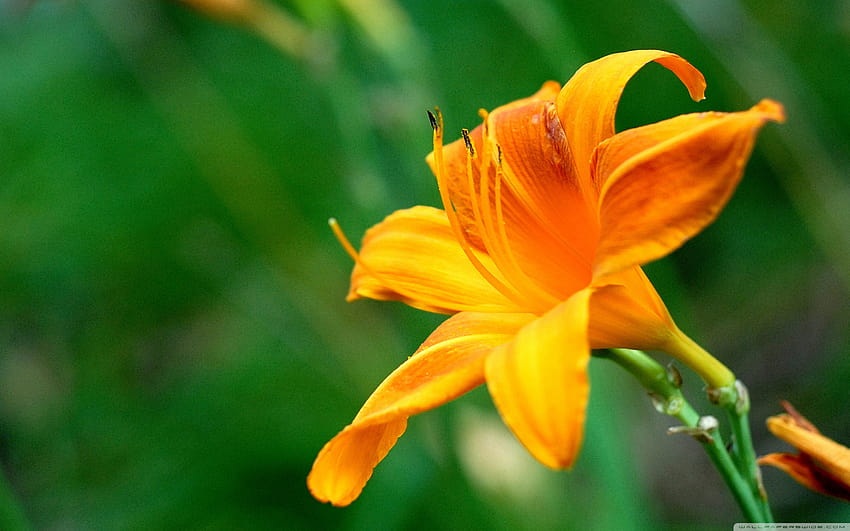 Beautiful Orange Lily Flower ❤ for HD wallpaper