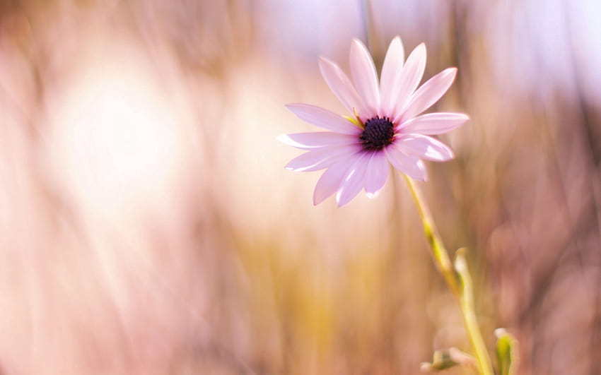 2560x1600 flower, meadow, blurred, close, close to me HD wallpaper
