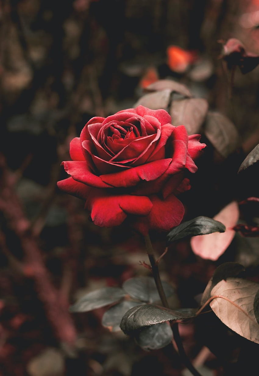 Роза : [50 HQ], червени рози естетика HD тапет за телефон