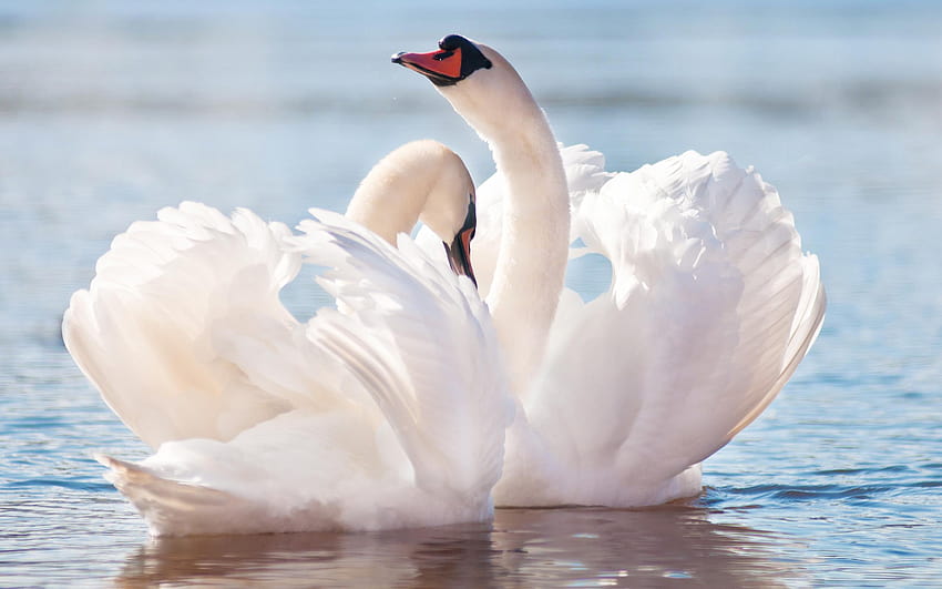 Swan , Backgrounds, swan river HD wallpaper