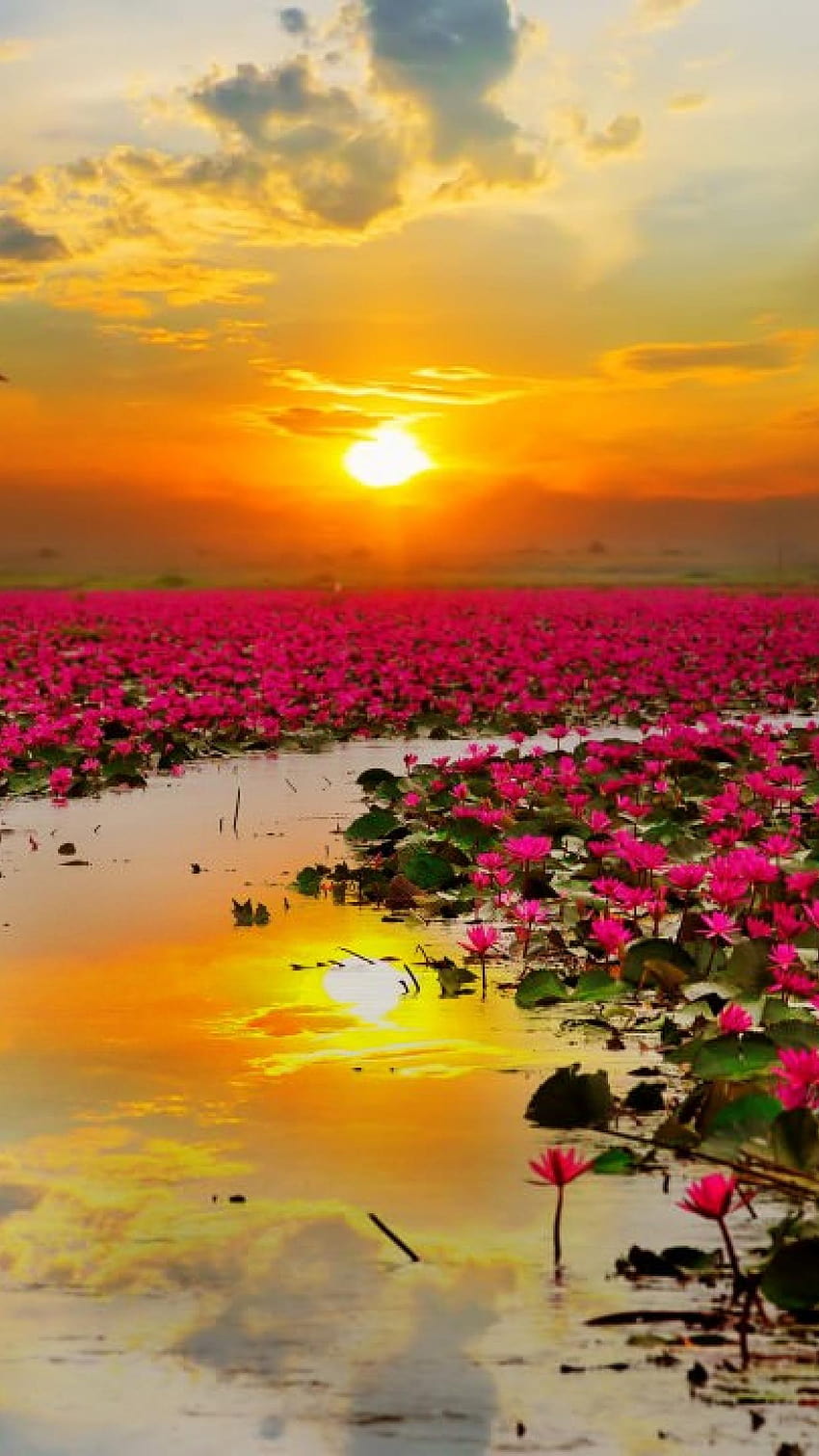 Lotus flowers Sunset, flowers full size HD phone wallpaper | Pxfuel