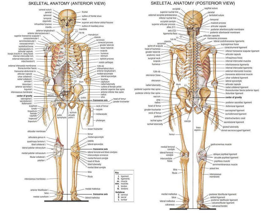 Huesos del cuerpo humano fondo de pantalla