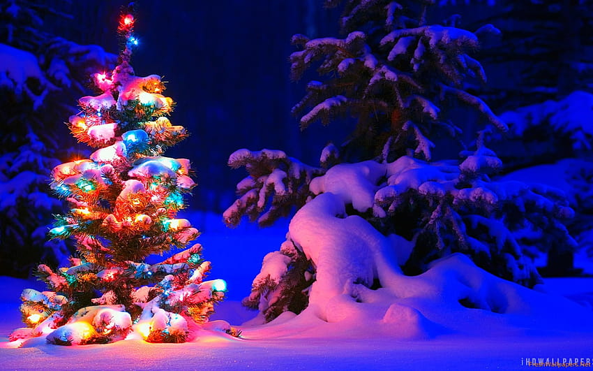 Snow And Lights On Christmas Tree, christmas trees HD wallpaper | Pxfuel