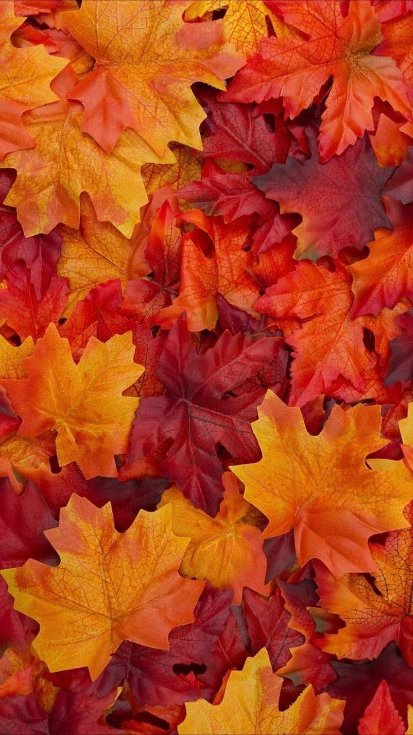 Herbstfarben HD phone wallpaper