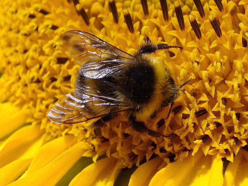 10 Bumblebee, bumble bee HD wallpaper