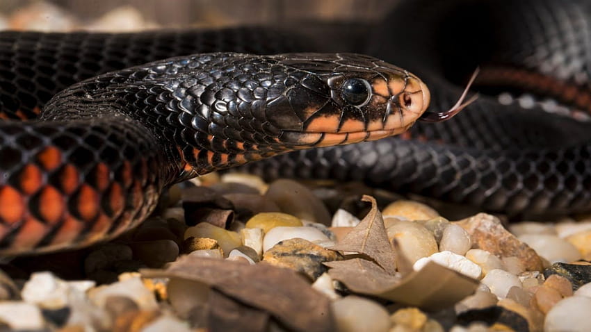 Red Bellied Black Snake 78283, eastern indigo snake HD wallpaper