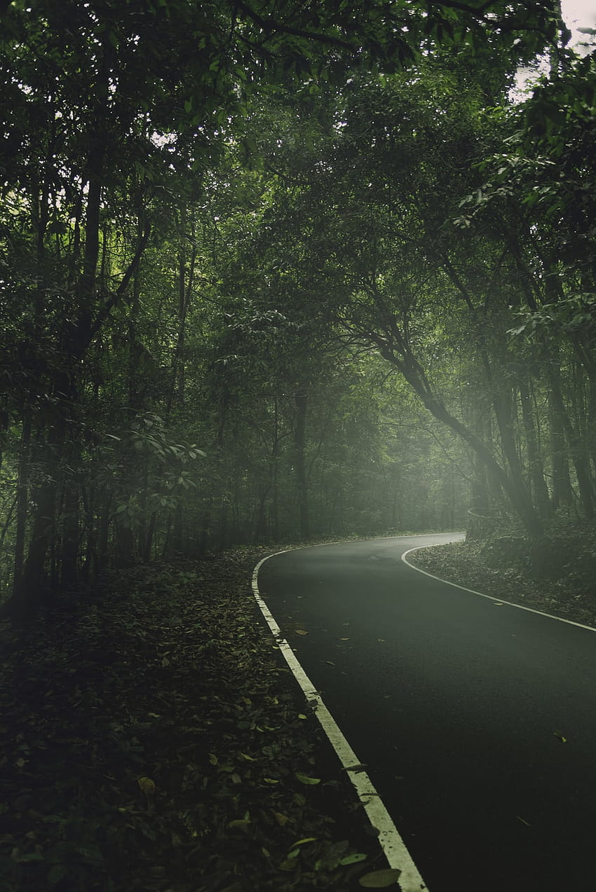 estrada de concreto cinza entre árvores verdes durante o dia – Kerala, estrada de kerala Papel de parede de celular HD
