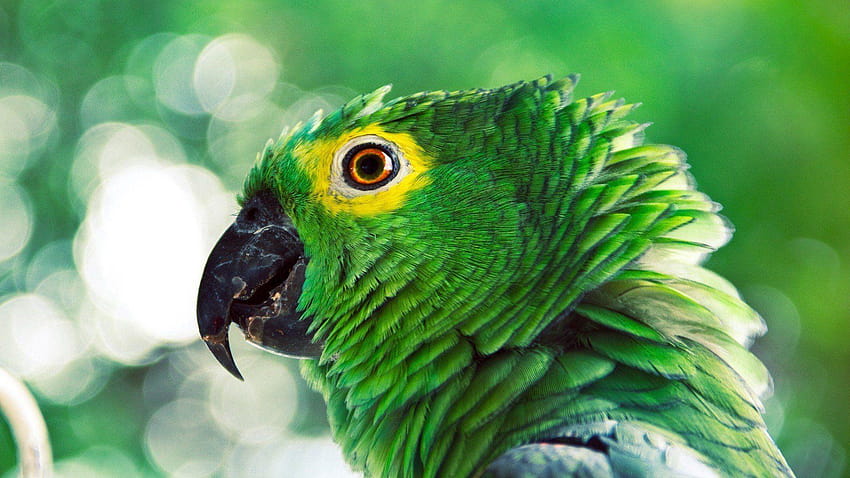 Splash of Parrot, green parrot HD wallpaper