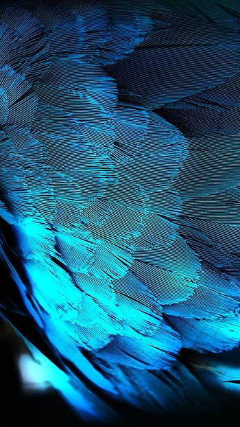 Blue and green feathers HD wallpaper