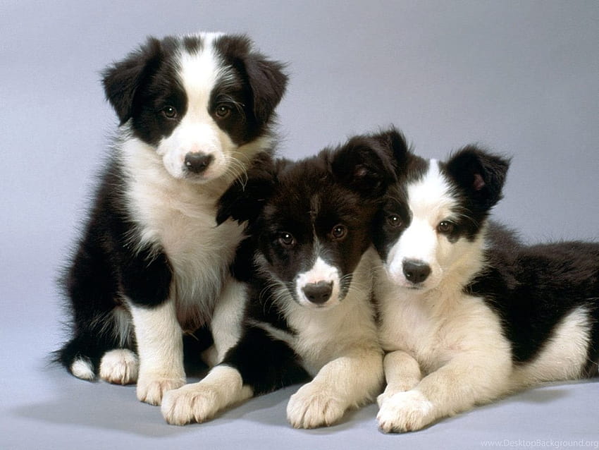 Border Collie Puppies On A Gray Backgrounds And ... Backgrounds, border collie puppy HD wallpaper